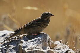 Ortolan Bunting