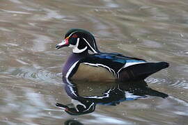 Wood Duck