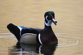 Wood Duck