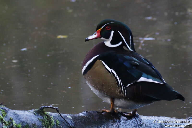 Canard carolin mâle adulte