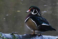 Canard carolin