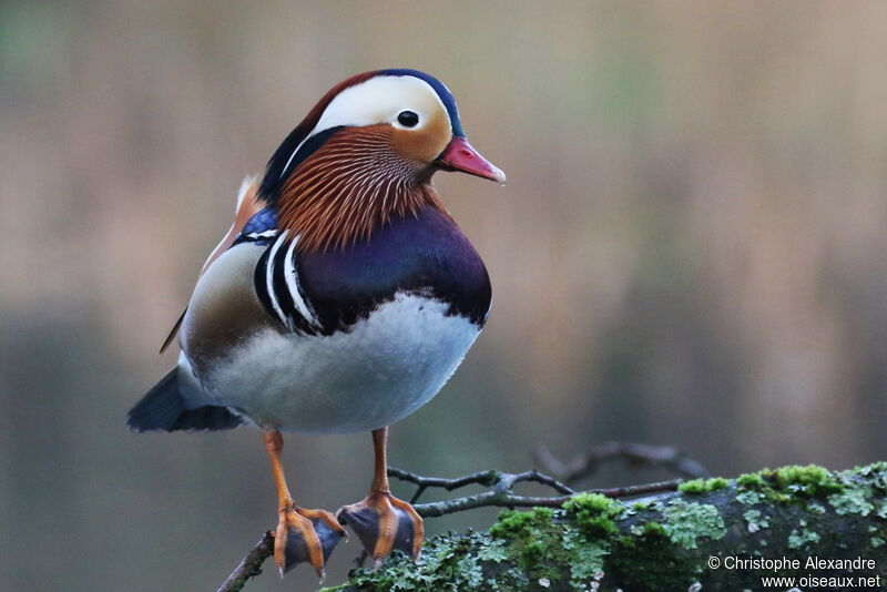 Canard mandarin mâle adulte