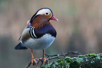 Canard mandarin