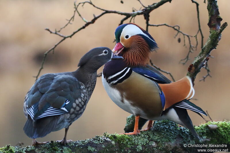 Canard mandarinadulte