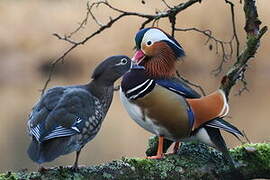 Canard mandarin