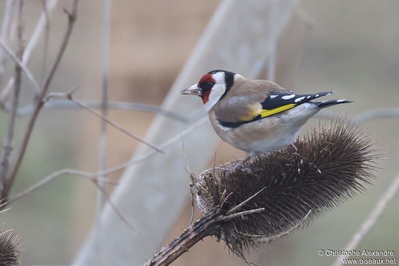 European Goldfinchadult