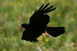 Alpine Chough