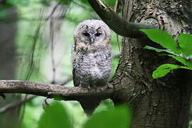 Tawny Owl