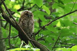 Tawny Owl