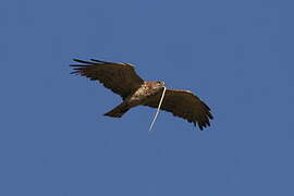 Short-toed Snake Eagle