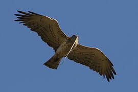 Short-toed Snake Eagle