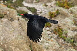 Red-billed Chough