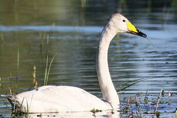 Cygne chanteur