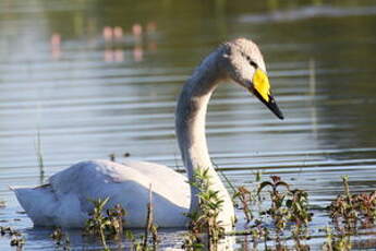 Cygne chanteur