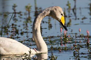 Cygne chanteur