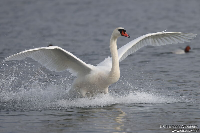 Cygne tuberculéadulte