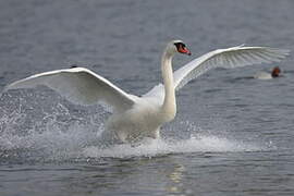 Mute Swan