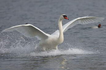 Cygne tuberculé