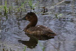 Common Pochard