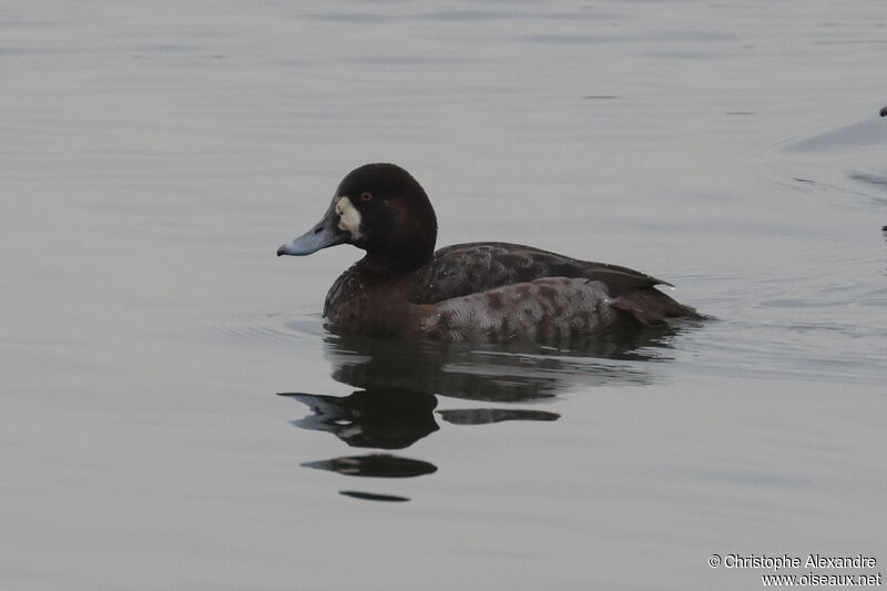 Greater Scaup female