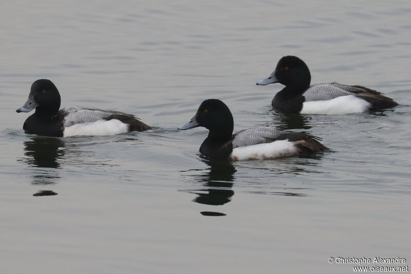 Greater Scaup male