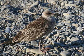 Yellow-legged Gull