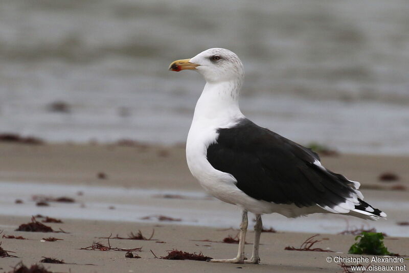 Great Black-backed Gulladult post breeding