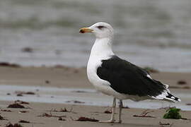 Great Black-backed Gull