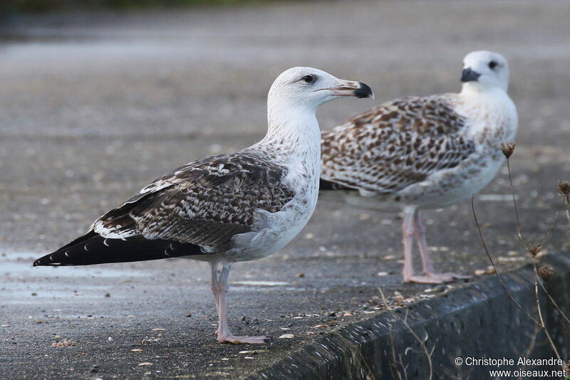 Great Black-backed GullFirst year