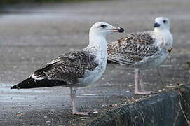 Great Black-backed Gull