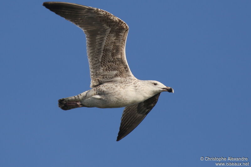 Great Black-backed GullFirst year