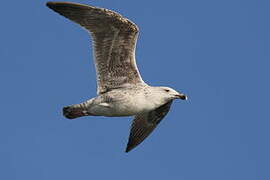 Great Black-backed Gull