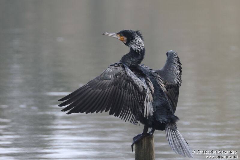 Grand Cormoranadulte