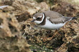 Common Ringed Plover