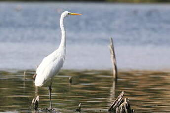 Grande Aigrette