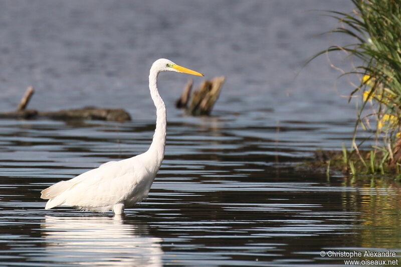 Great Egretadult