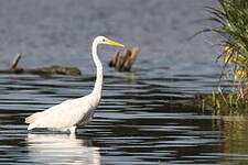 Grande Aigrette