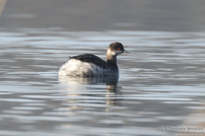 Black-necked Grebeadult post breeding