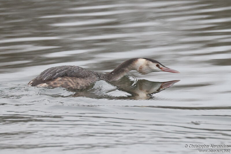 Great Crested Grebeadult post breeding