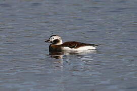 Long-tailed Duck