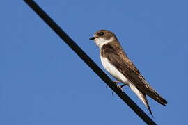 Sand Martin