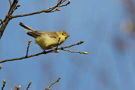 Melodious Warbler