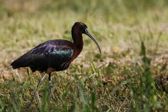 Ibis falcinelle