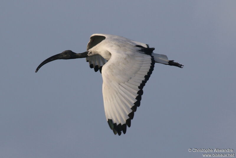 Ibis sacréadulte