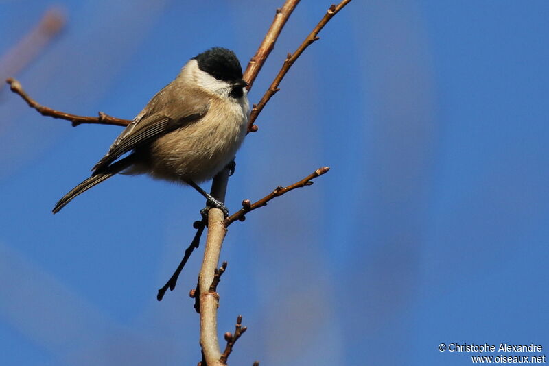 Mésange nonnetteadulte