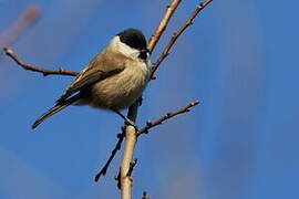 Marsh Tit