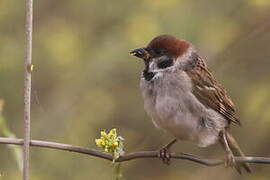 Eurasian Tree Sparrow