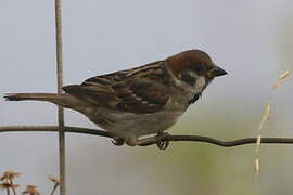 Eurasian Tree Sparrow