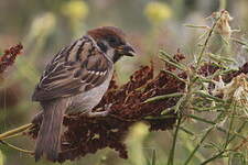 Moineau friquet