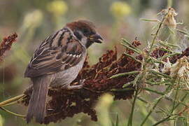 Eurasian Tree Sparrow